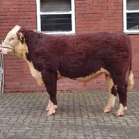 Miniaturansicht für das Anzeigenbild